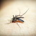 Está disponível no Brasil teste que identifica dengue em 10 minutos