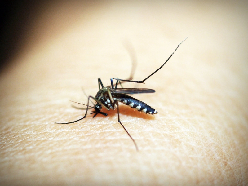 Está disponível no Brasil teste que identifica dengue em 10 minutos