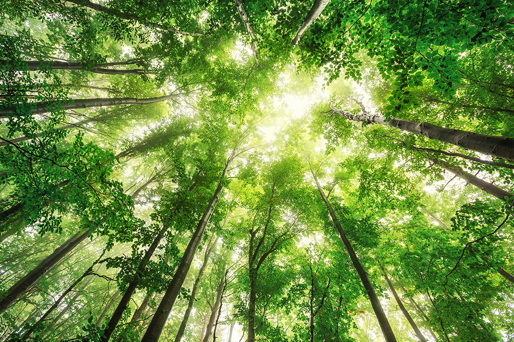 Valiosas lições de gestão que a natureza nos ensina, por Marcia Mariani