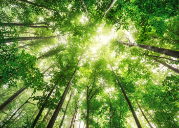 Valiosas lições de gestão que a natureza nos ensina, por Marcia Mariani