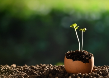 “A Semente”, por Marcos Gallo, CEO da Multimax Healthcare Marketing