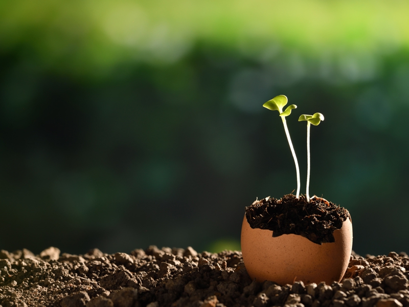 “A Semente”, por Marcos Gallo, CEO da Multimax Healthcare Marketing