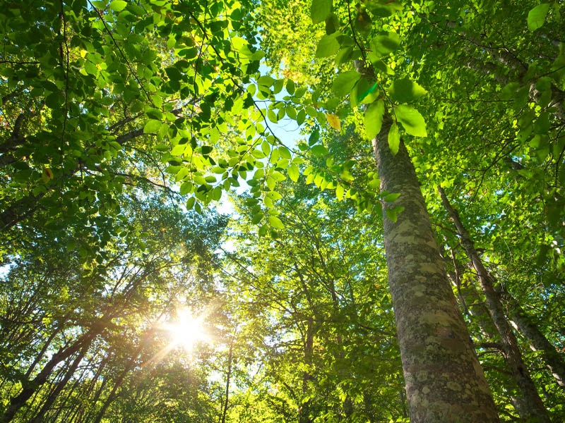 Novartis acelera esforços em direção às metas ESG